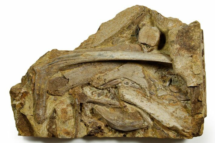 Sandstone with Hadrosaur Teeth, Tendons & Bones - Wyoming #370694